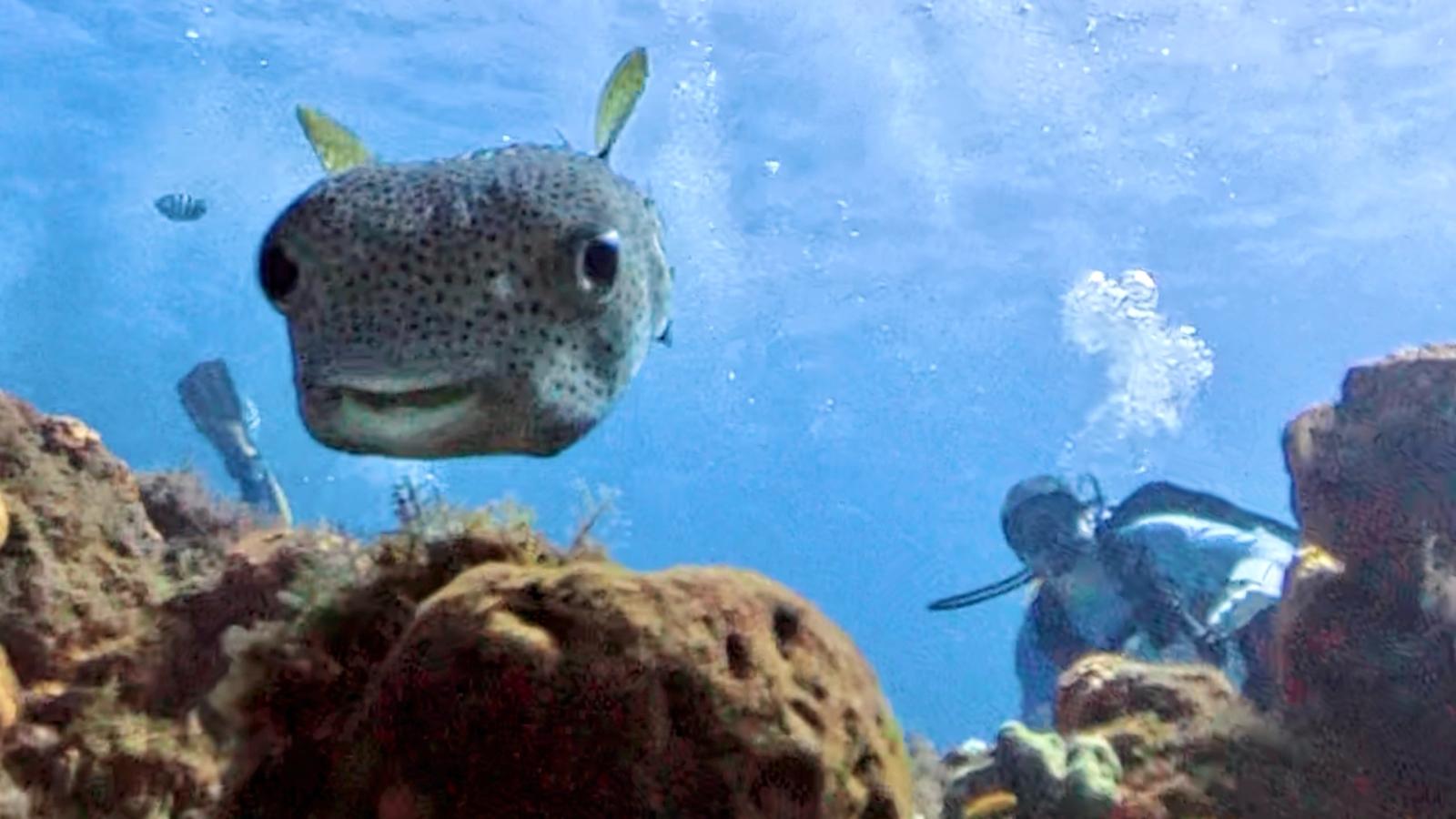 Cozumel 2026 - Iberostar Resorts w/Dressel Divers Cozumel 2026 - Iberostar Resorts w/Dressel Divers