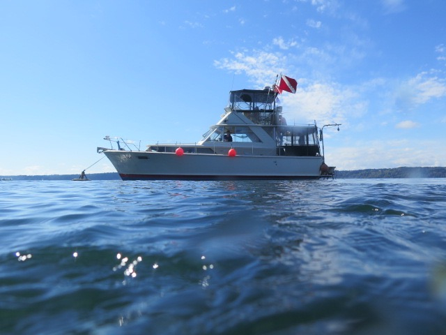 Sea Ya Diving Charters