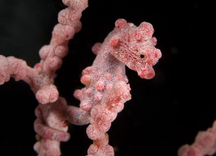 Philippines 2028 - Atlantis Resorts 14 Day Combo Puerto Galera & Dumaguete Philippines 2028 - Atlantis Resorts 14 Day Combo Puerto Galera & Dumaguete