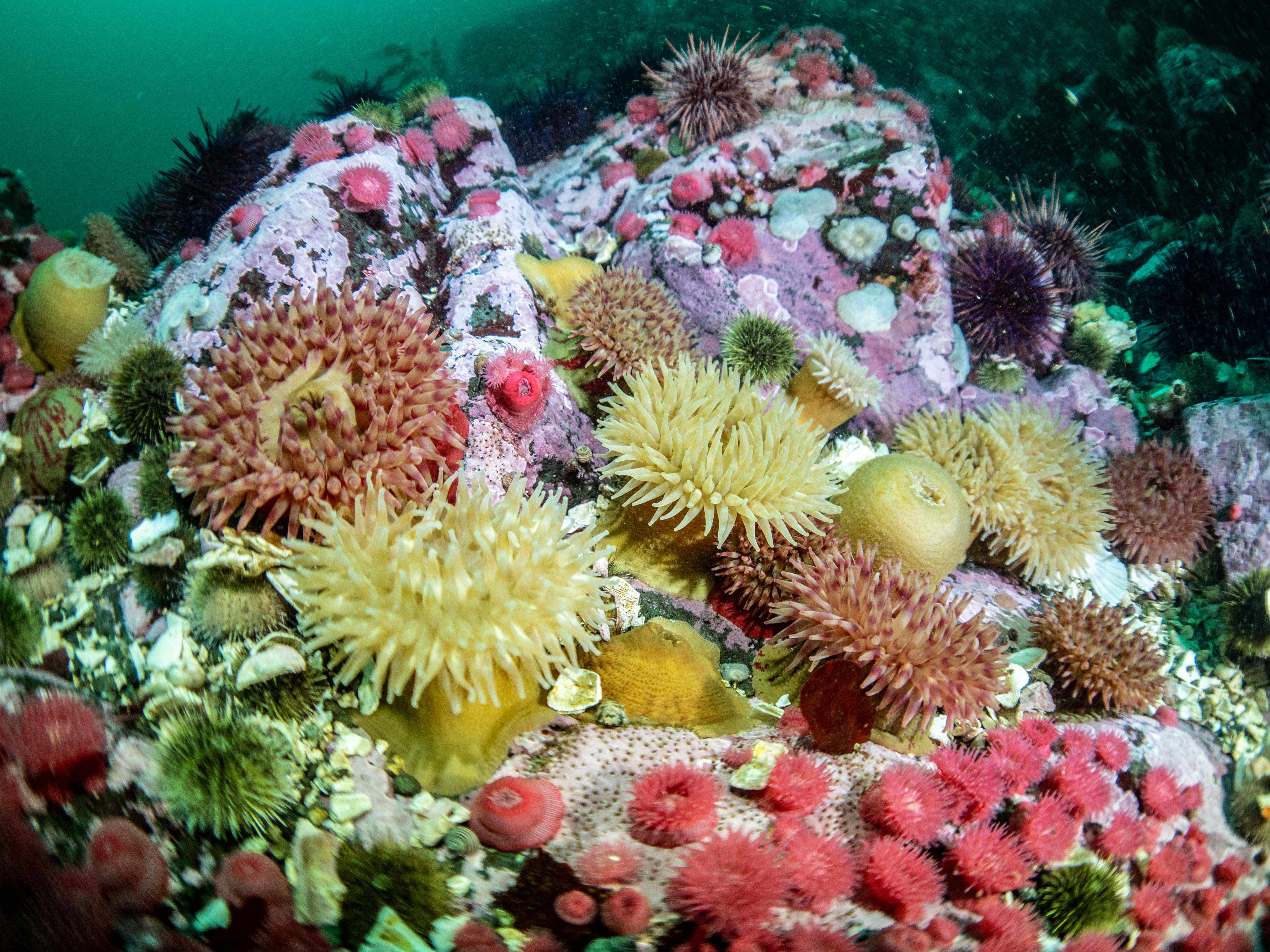 Ocean Guardian Charter Campbell River BC, Canada Ocean Guardian Charter Campbell River BC, Canada