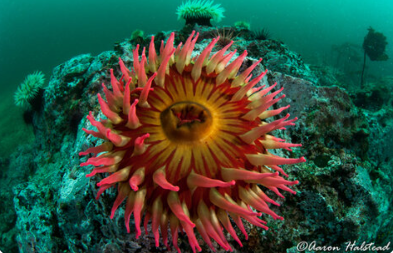 UB Diving in God's Pocket Marine Preserve, Vancouver Island, B.C.