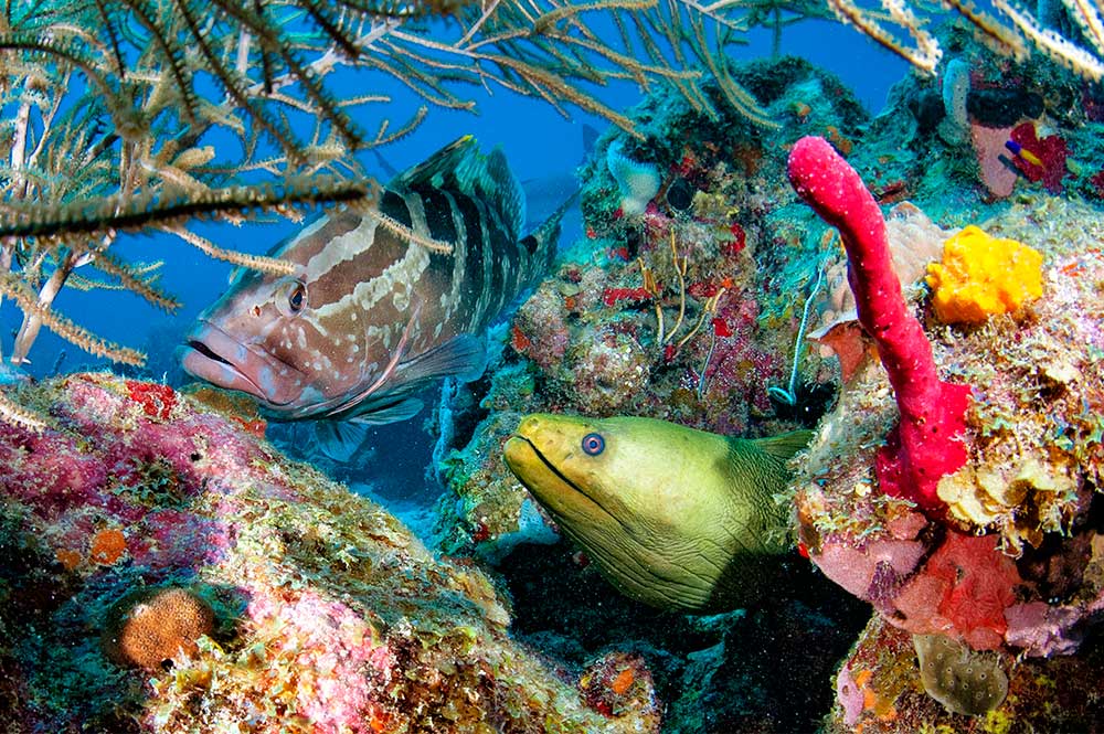 Roatan - November 29-December 6, 2025 - Mayan Princess Resort