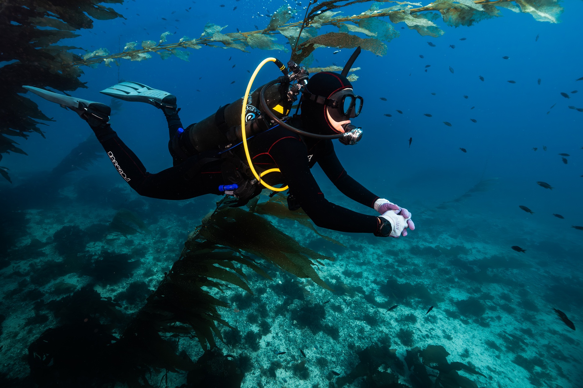 Recreational Avelo Diver (RAD)