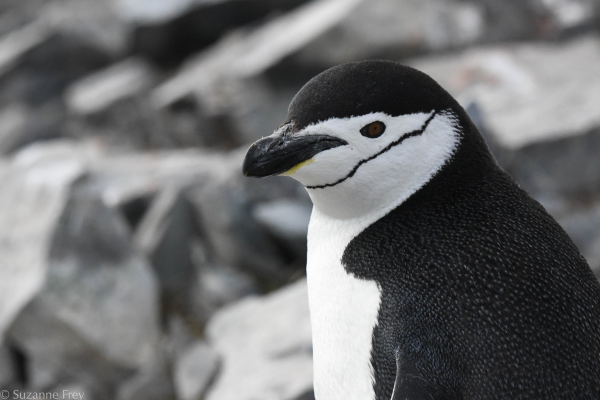 Antarctica, March 2027