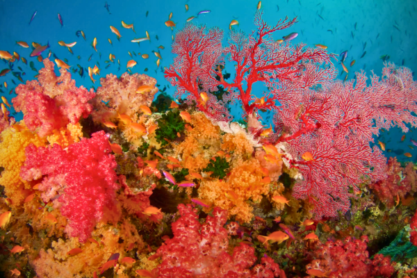 Fiji, Nai'a Liveaboard June 2027