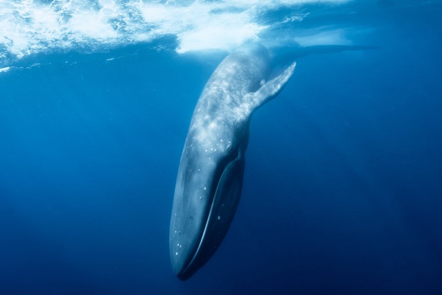 Banda Sea - Blue Whales & Dolphins!