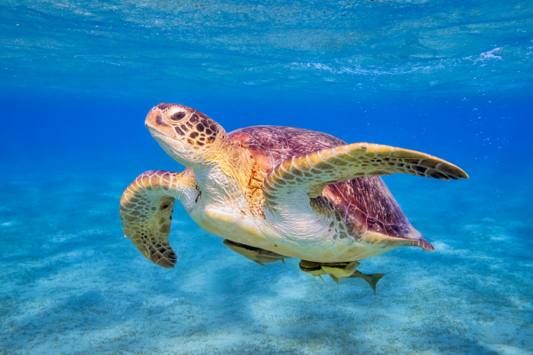 Cozumel November 2026