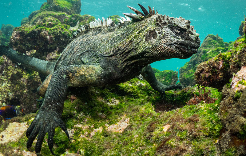 Galapagos Islands October 2029