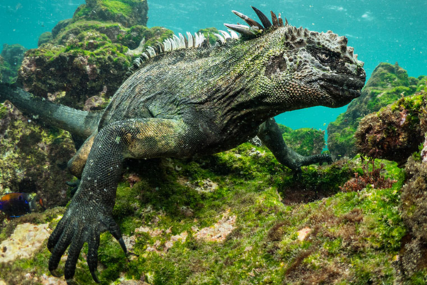 Galapagos Islands October 2029