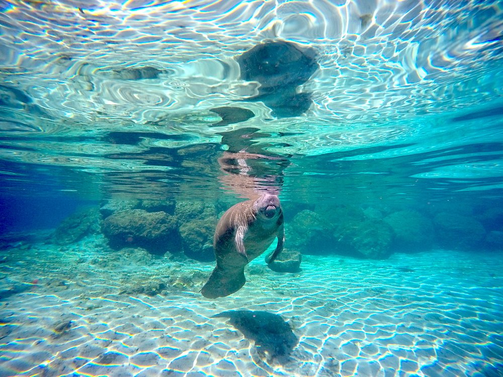 Florida Springs Feb 4th - 7th, 2027