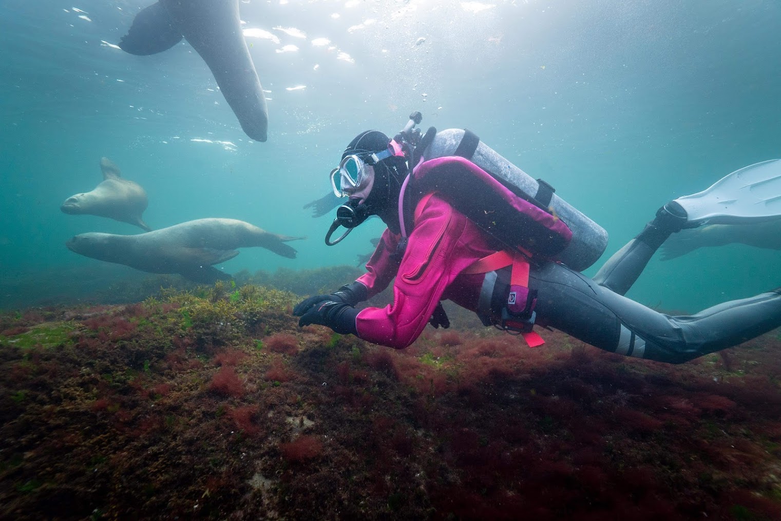 Dry Suit Diver
