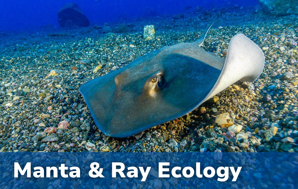 Manta & Ray Ecology