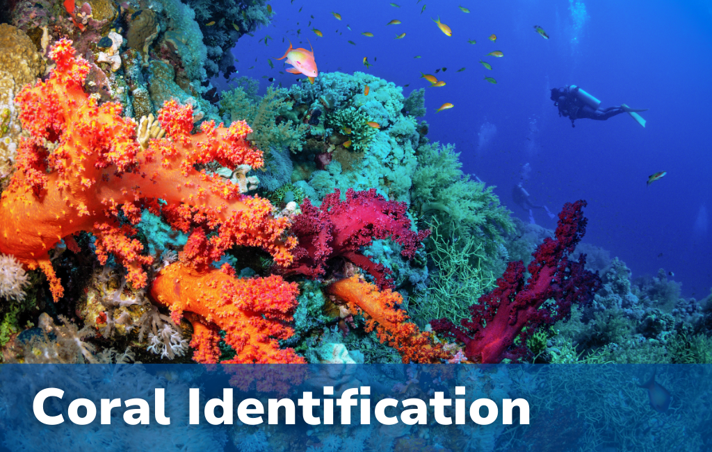 Coral Identification