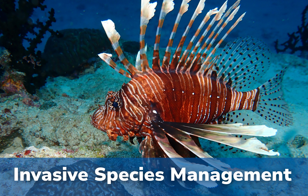 Invasive Species Management