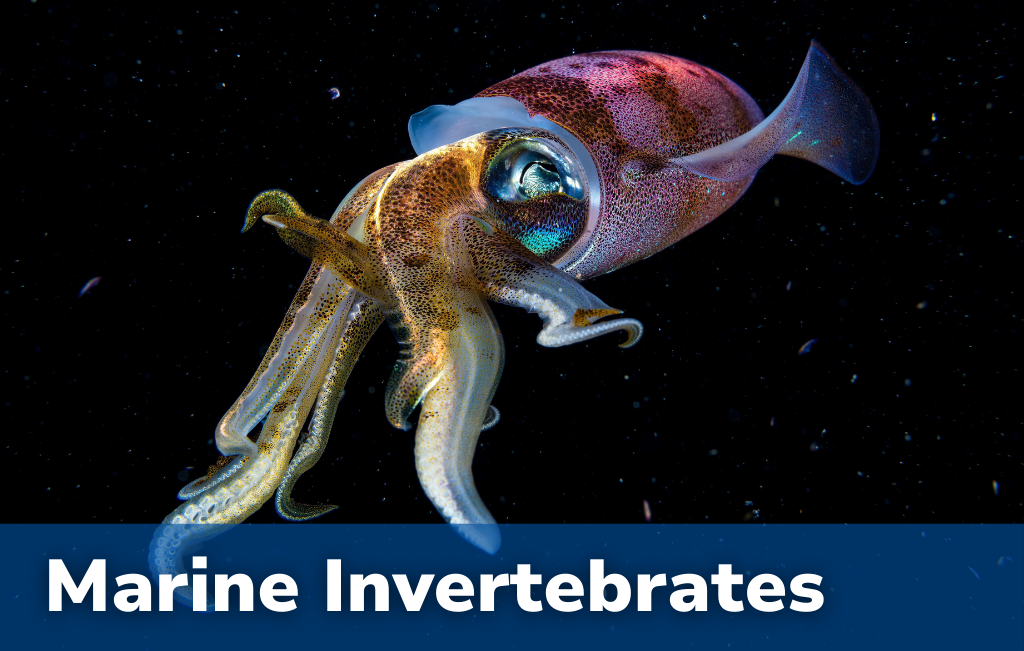 Marine Invertebrate Ecology