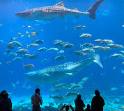Dive the Georgia Aquarium with 3D Scuba!    SOLD OUT!