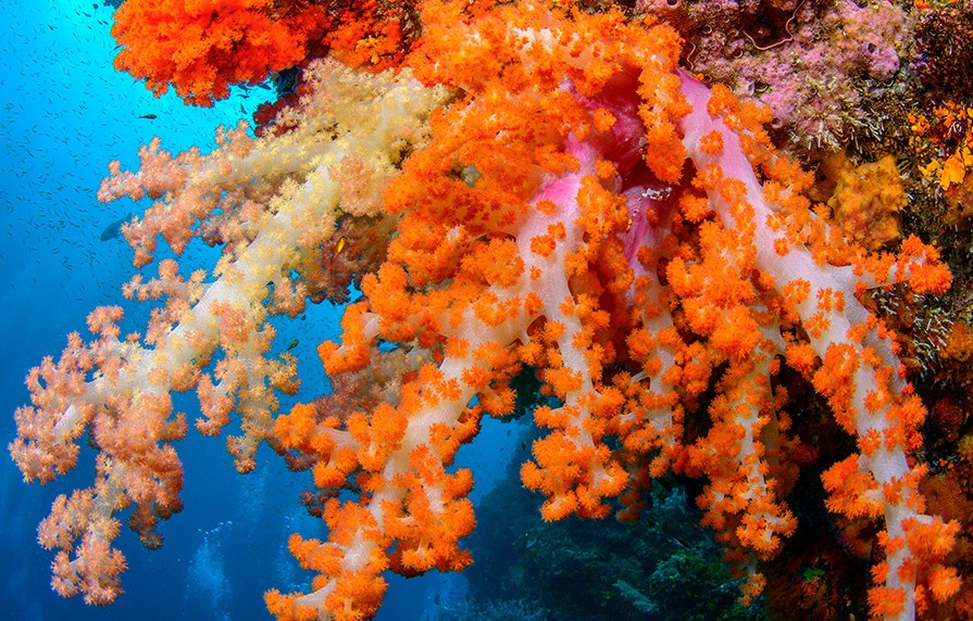 Raja Ampat, Indonesia