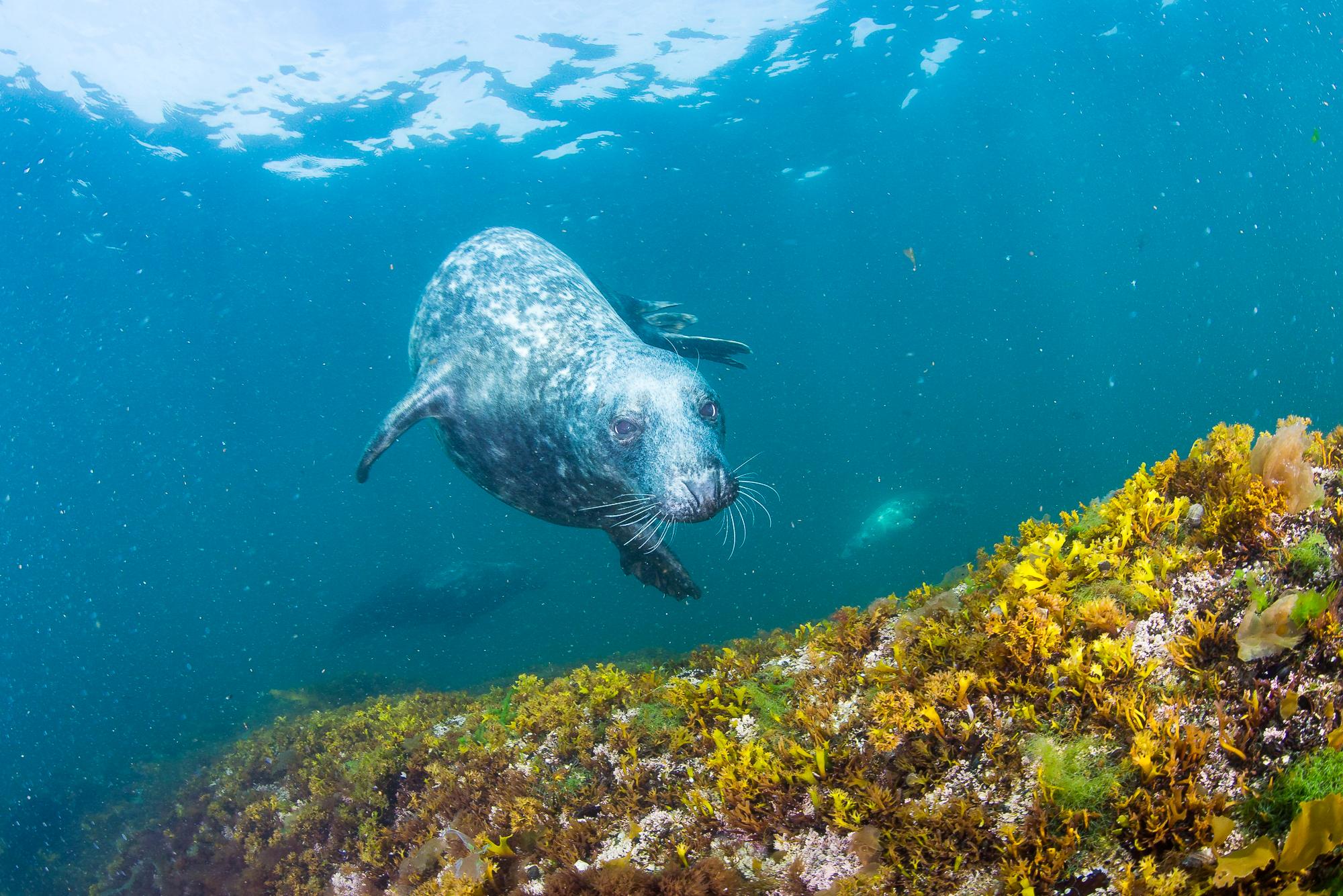 New England Seal Diver