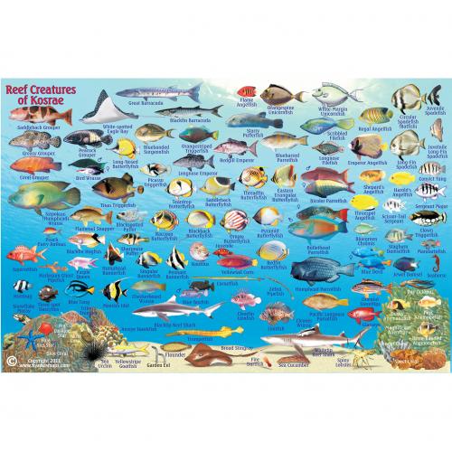 Collection Image