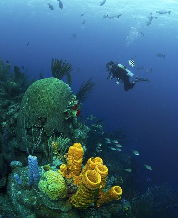 Belize, Ambergris Caye Belize, Ambergris Caye