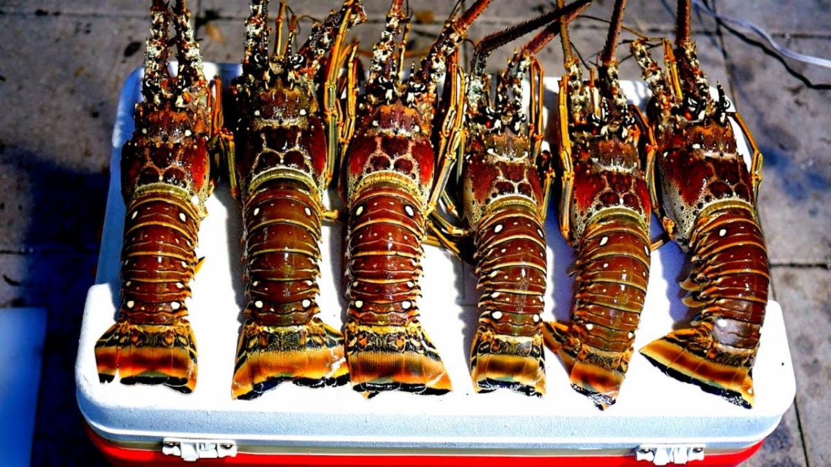 Mini Lobster Season