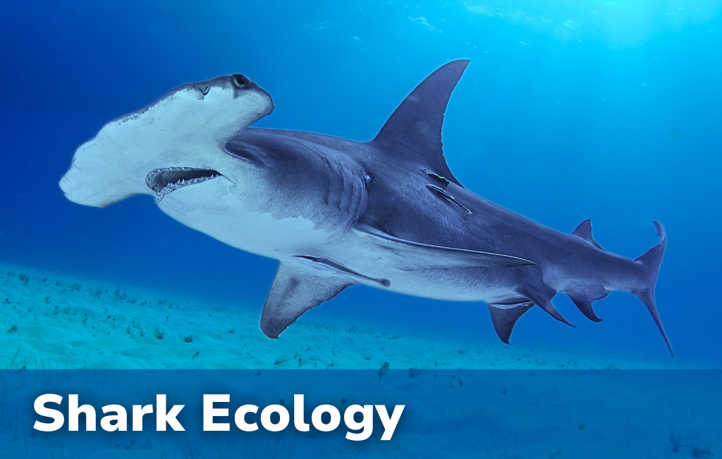 Shark Ecology