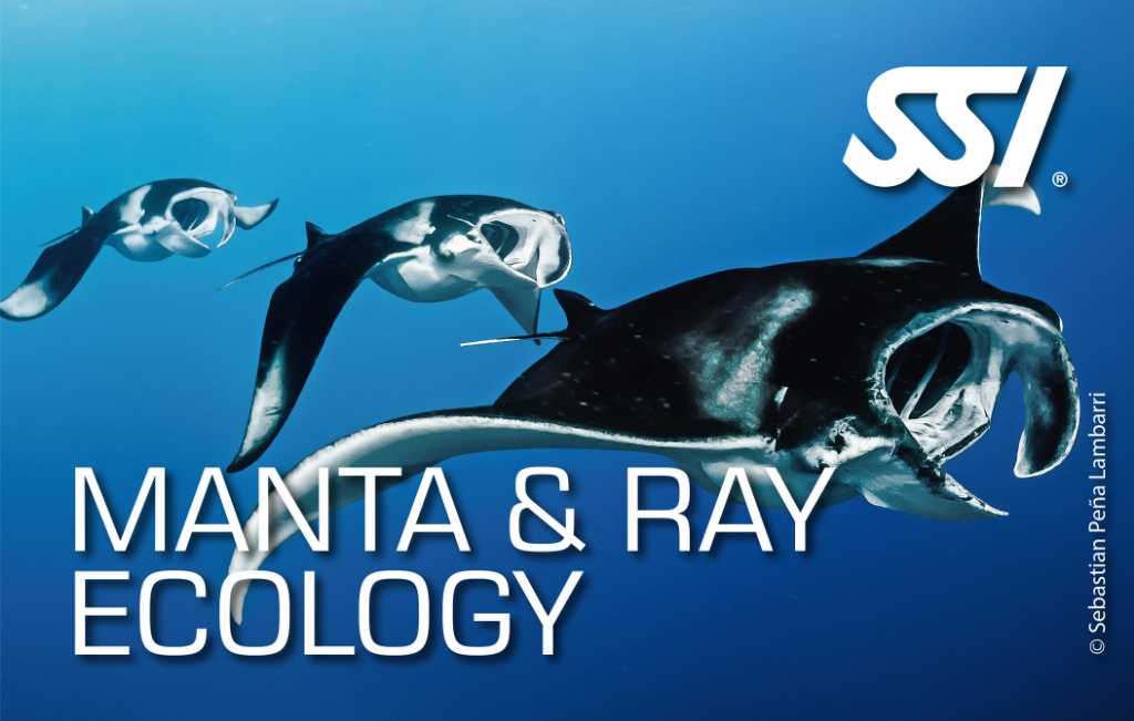 Manta & Ray Ecology