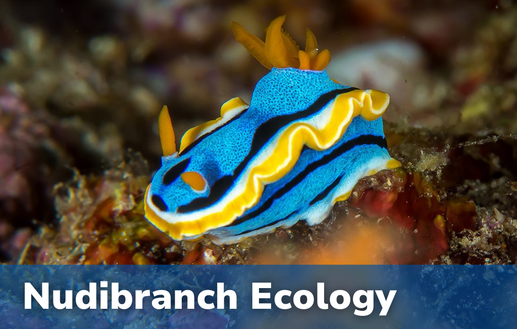 Nudibranch Ecology