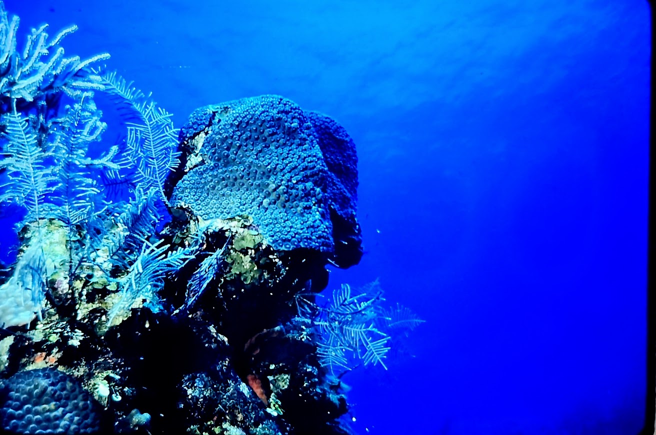 Florida Dive Adventure with Tommy Stocker January 15 to 19, 2026