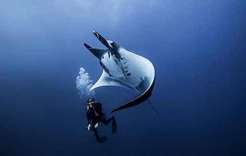 Project Aware Fish Identification