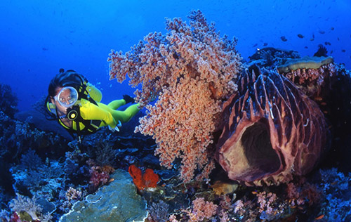 Rescue Diver Certification