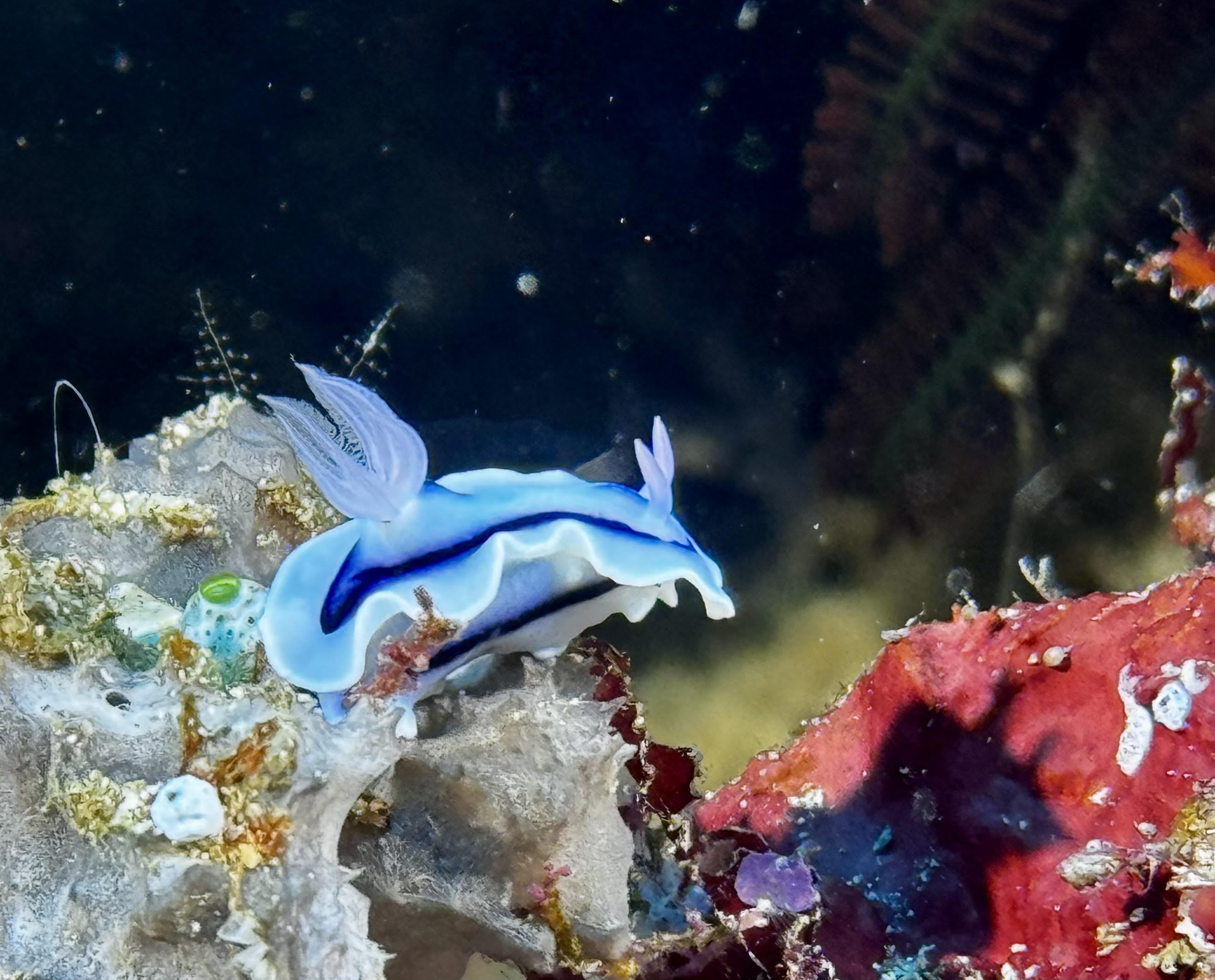 Malaysia Mabul Island 2026 Dive Holiday