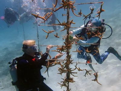 Revive: Reef Restoration, Panama (July 19 - 26, 2026)