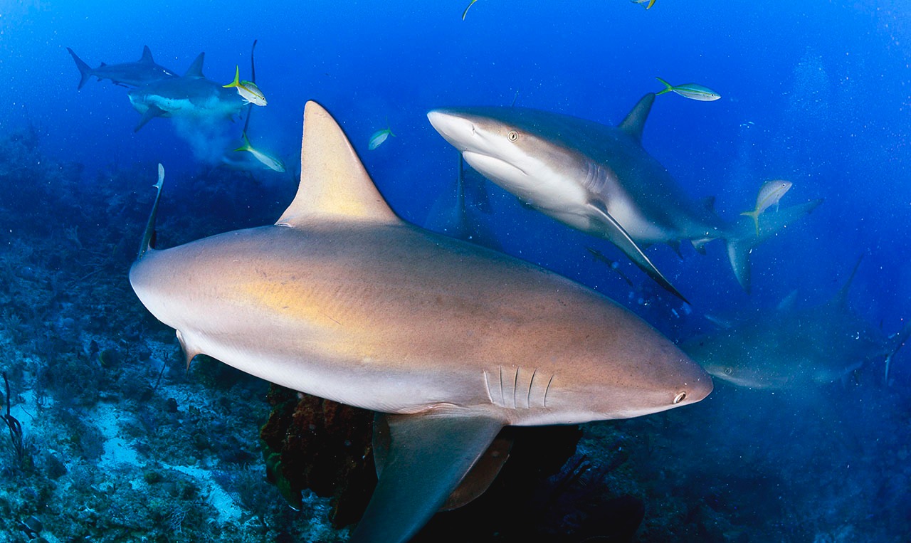 Gardens of the Queen - Cuba