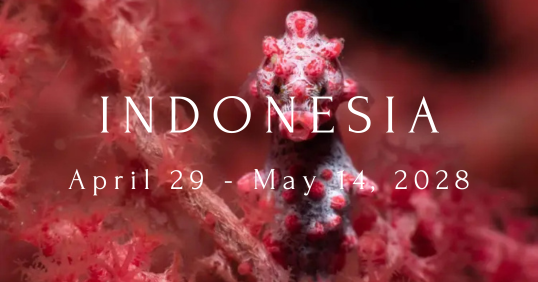 Indonesia P2P 2028