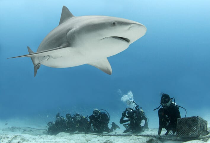 Mexico Bull Shark Trip January 8-12, 2026