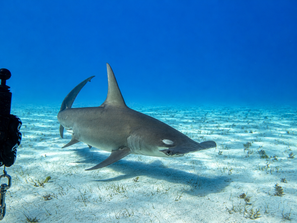 Bimini Bahamas Hammerhead Experience