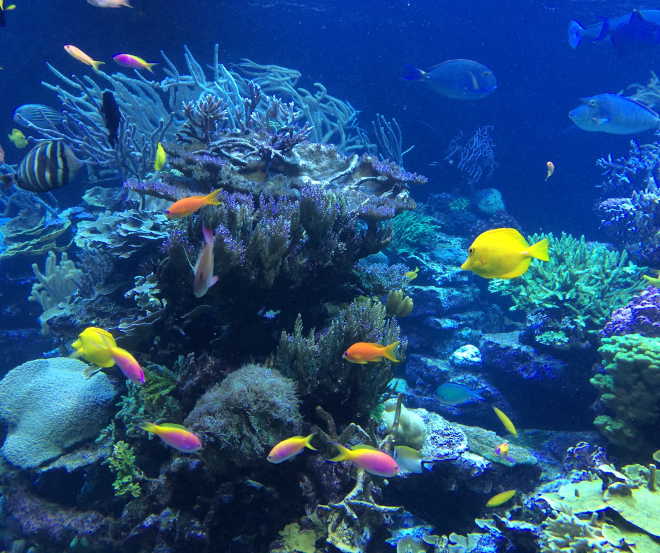 Sisters Of Sedna Annual Key Largo Trip- April 2026