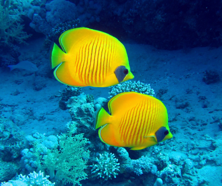 Sisters Of Sedna Annual Key Largo Trip- December 2026