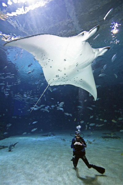 Georgia Aquarium Trips and Charters