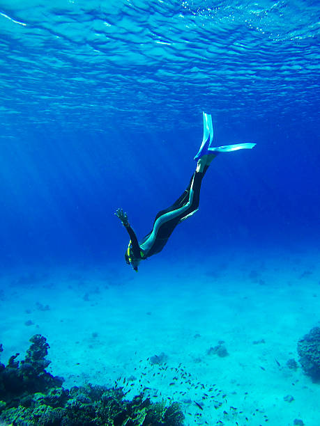 PADI Freediving Course