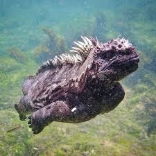Galapagos - July 2027