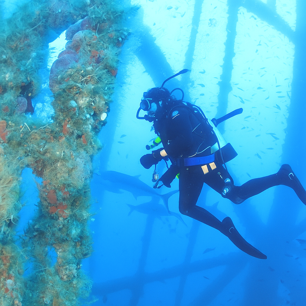 2026 – Rig Trips / Spearfishing Trips