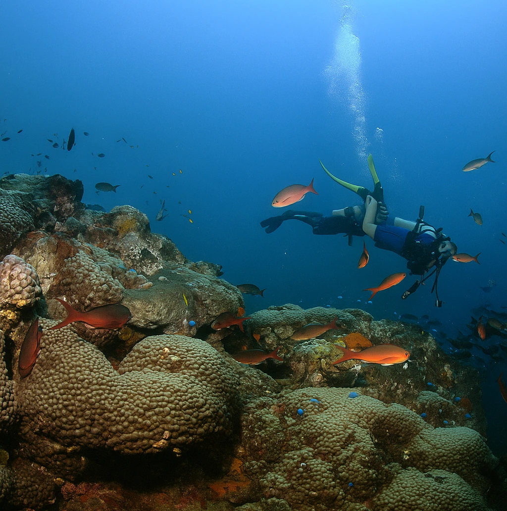 Flower Gardens Trips