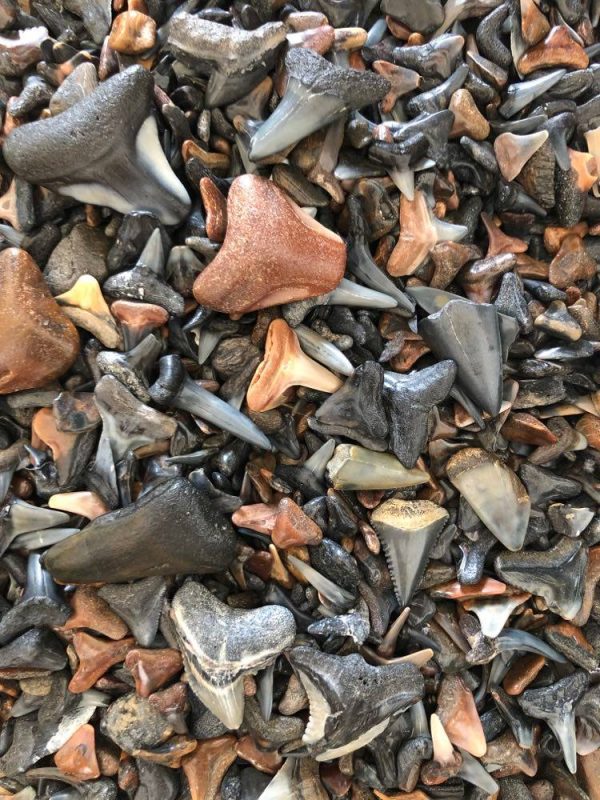 Megalodon Tooth Trip