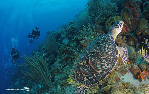 Curacao LionsDive June 2027