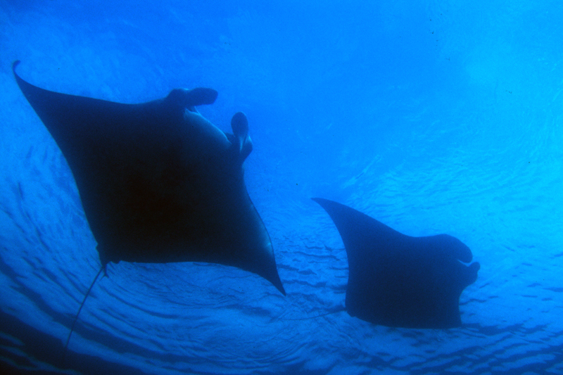 Raja Ampat Indonesia 2026