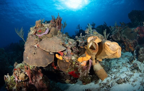 Cozumel Diving & Whale Shark Expedition. AUGUST 8-15, 2026