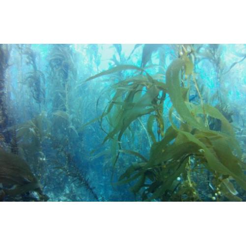 Discover Local Diving