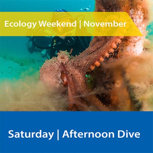 Octopus | Afternoon Dive | Saturday 1st November